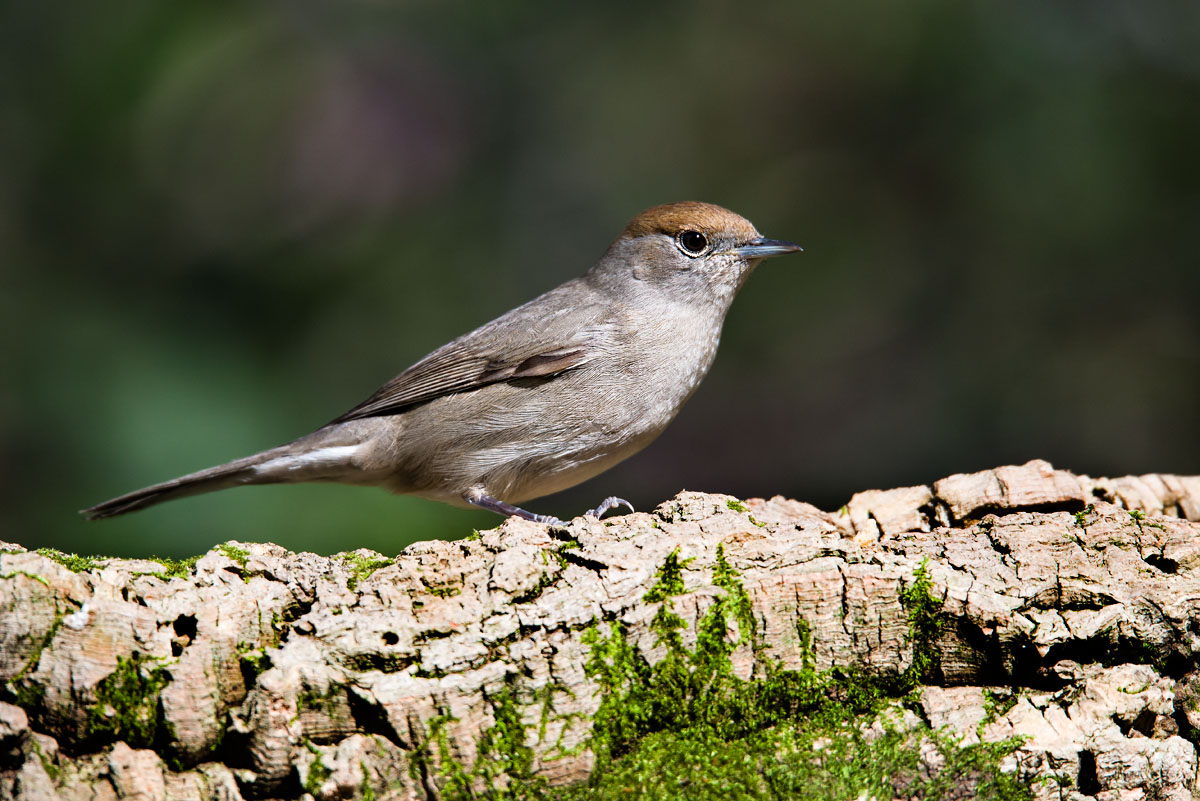 Capinera (Sylvia atricapilla),  femmina